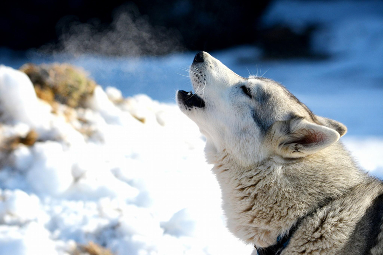 Nordreisa: guided snowshoe tour with a husky Guided snowshoe tour 2h with a husky & snack & campfire