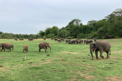Sigiriya: Rock Hike, Elephant Safari & Polonnaruwa City Tour
