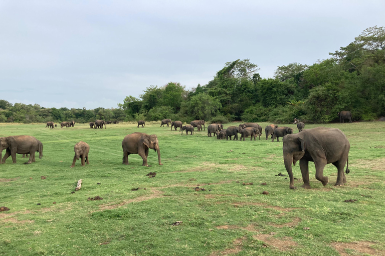 Sigiriya: Rock Hike, Elephant Safari & Polonnaruwa City Tour