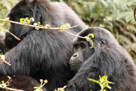 6-tägige Gorilla- und Schimpansengewöhnungssafari