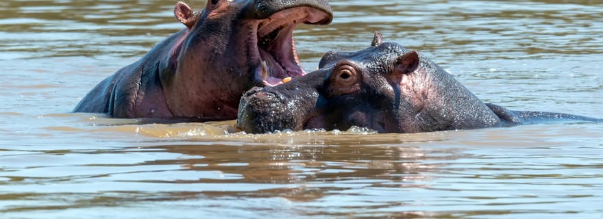 Maun : safari de 8 jours dans le delta de l'Okavango avec camping