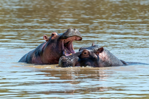Maun: safari de 8 días por el delta del Okavango con acampada.Maun: safari de 8 días por el delta del Okavango con acampada