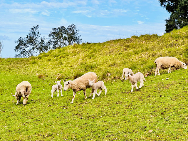 Auckland: Private Half-Day City Tour