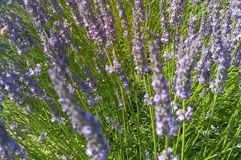au départ Avignon: half-day lavender tour