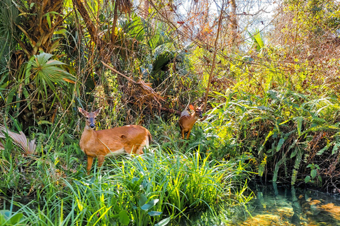 Florida: Rock Springs Run Clear Kayak Adventure