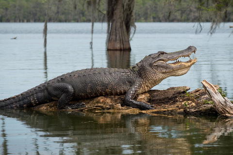 New Orleans: 16 Passenger Airboat Swamp TourHotel Pickup and Drop-Off