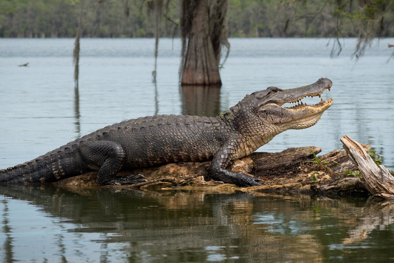 New Orleans: 16 Passenger Airboat Swamp Tour Hotel Pickup and Drop-Off