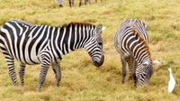 3 jours Masai Mara rejoindre Safari - Hizvo