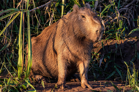 Puerto Maldonado: 4-Day Amazon Jungle Adventure