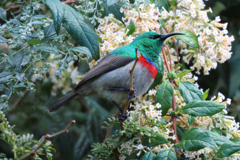 Cape Town: Table Mountain, Kirstenbosch Botanic Garden Tour Small Shared Group Tour ( All fees Entry are included)