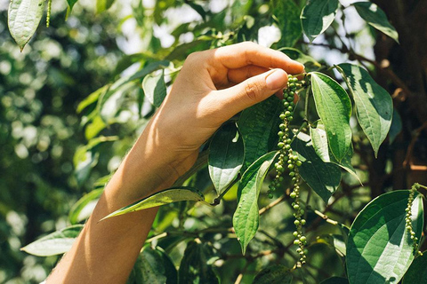 Discover the Secret of Stone Town and Spice Farm Tour