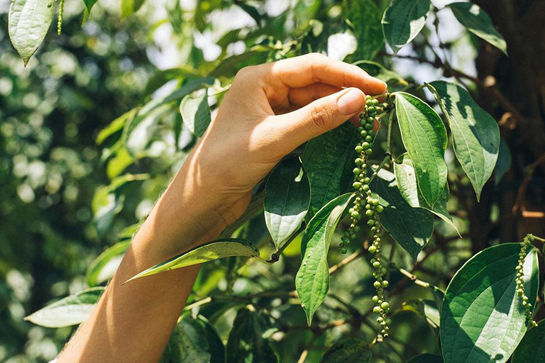 Discover the Secret of Stone Town and Spice Farm Tour