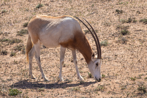 Au départ d'Agadir : Safari dans le désert du parc national du Sous Massa avec déjeuner