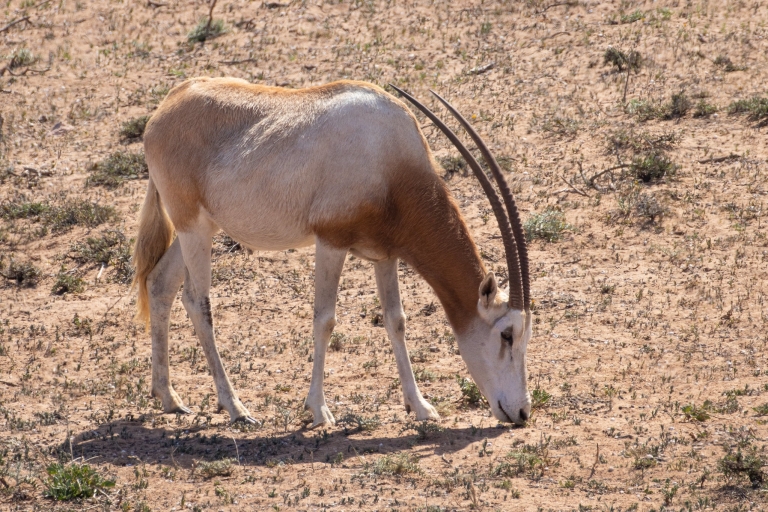 Desde Agadir: Safari por el desierto del Parque Nacional de Sous Massa con almuerzo