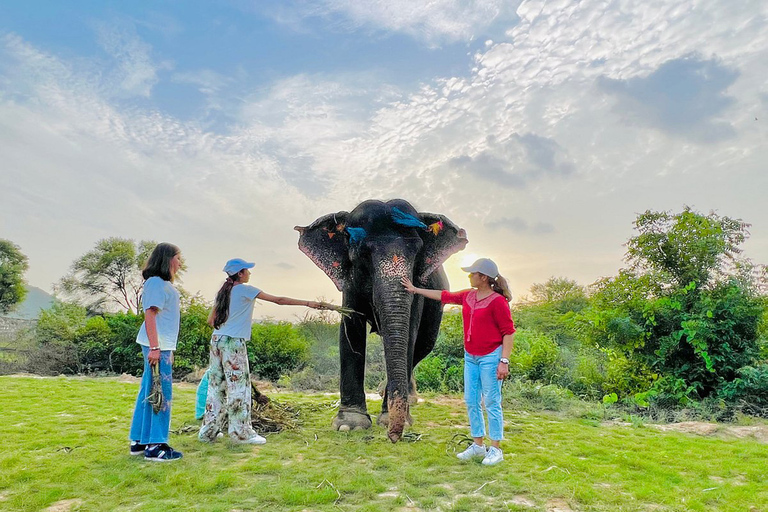 Jaipur: Entrada al Santuario de Elefantes con traslados