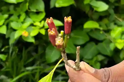 ZANZIBAR: SPICE FARM TOUR TASTING & LEARNING