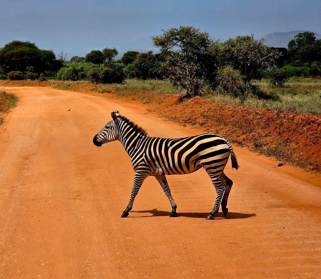 Mombasa/Diani: Private Tagestour zum Tsavo-East-Nationalpark.