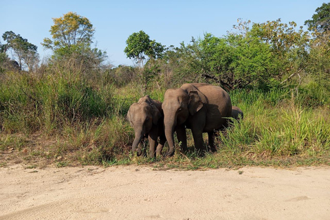 Dambulla/Sigiriya/Habarana: Safari w Parku Narodowym Minneriya