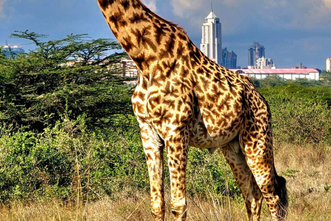 Nairobi National Park Evening and Sundowner Game Drive