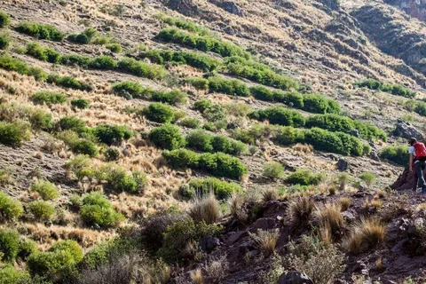 Caminhada Huchuy Qosqo