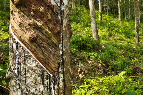 Kandy: Pinnawala, Ambuluwawa, and Village Tour