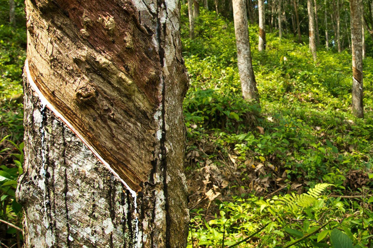 Kandy: Pinnawala, Ambuluwawa, and Village Tour