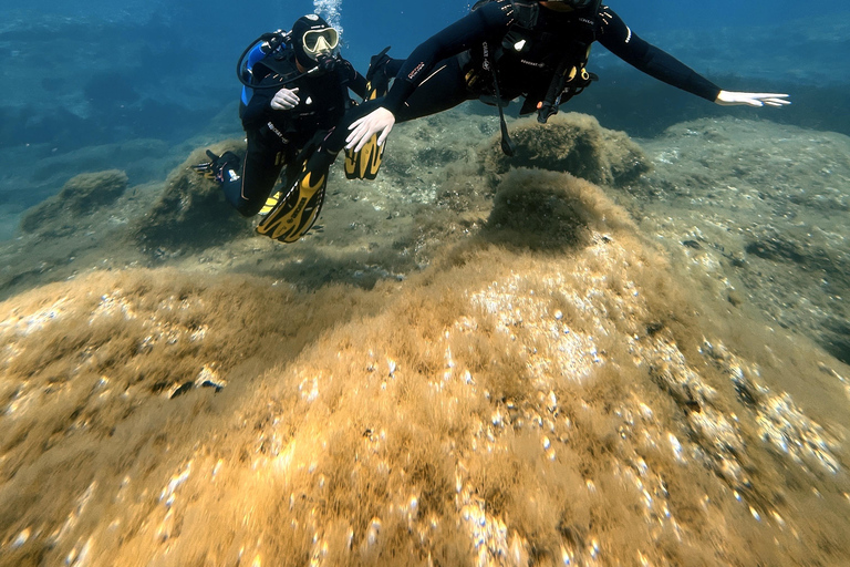 Malte : Baptême de plongée sous-marine en Français