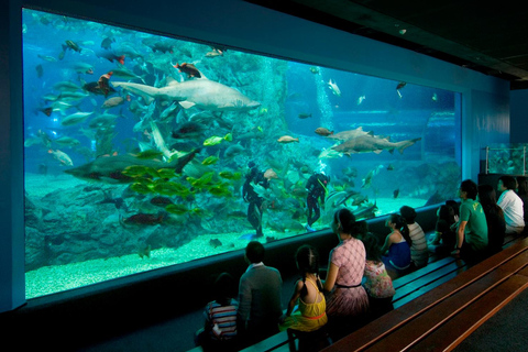 Bangkok: biglietto d'ingresso al SEA LIFE Bangkok Ocean WorldPrenotazione anticipata per date fuori stagione