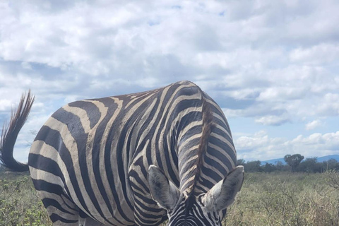 Tour di gruppo di 3 giorni nel Masai Mara