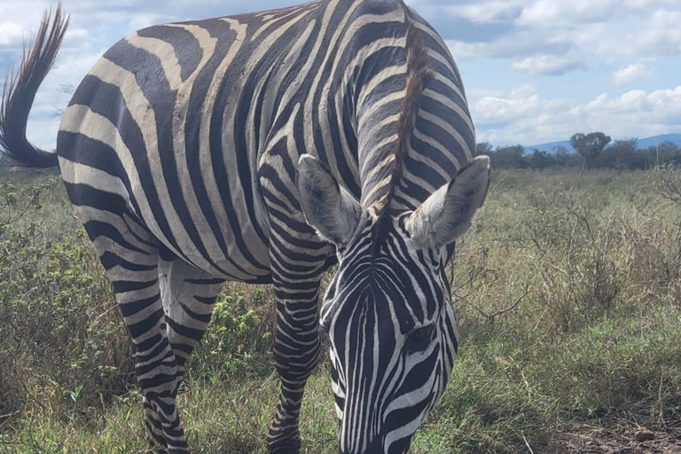 Tour di gruppo di 3 giorni nel Masai Mara