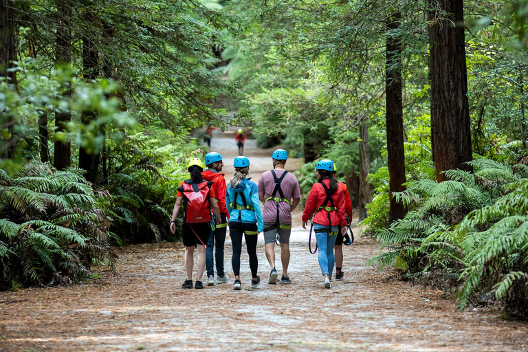 Rotorua: Avventura ad alta quota RedwoodsRotorua: avventura su corde alte in altitudine di Redwoods