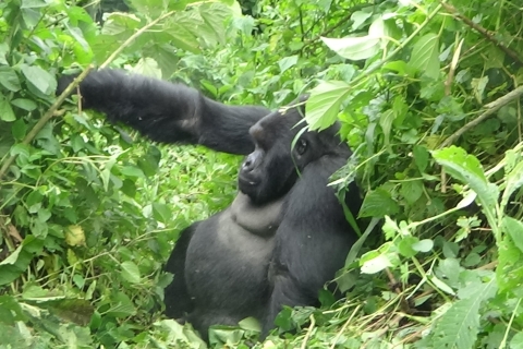 Senderismo de 4 días por el Congo (RDC) en busca de gorilas y Nyiragongo