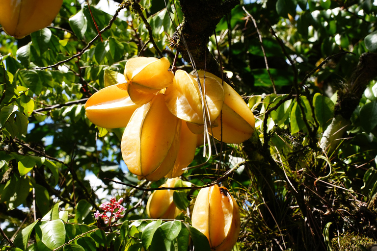 Croydon in the Mountains - Eco Farm Tour with Lunch