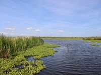 New Orleans, Oak Alley o Laura Plantation e Airboat Tour - Housity