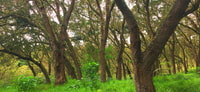 Half-day tour Maïdo with Mafate view in Réunion Island - Housity