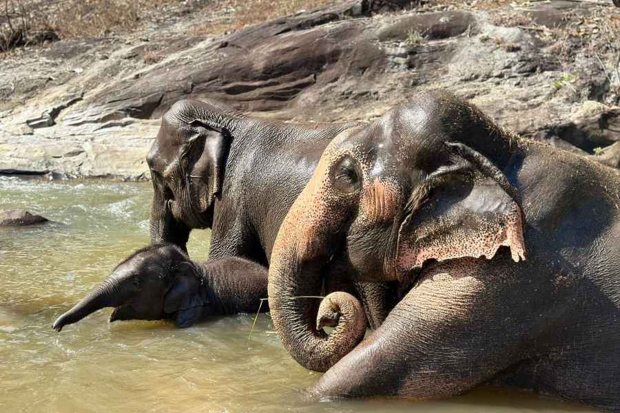 Chiang Mai: Wasserfall, Elefanten-Schutzgebiet und Rafting-Tour. Foto: GetYourGuide