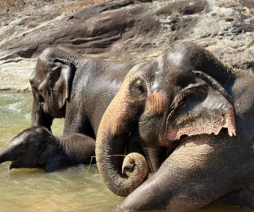 Chiang Mai : Chute d'eau, sanctuaire d'éléphants et rafting en bambou