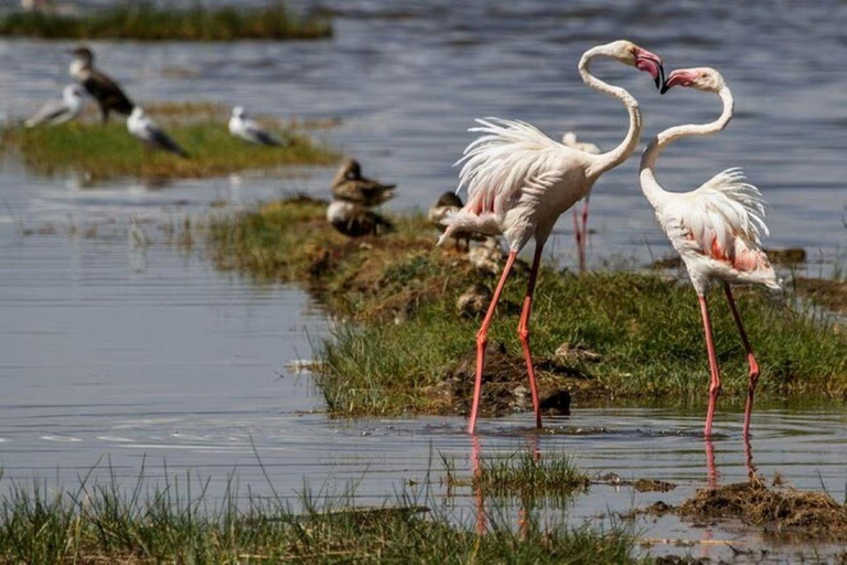 Lake Nakuru & Naivasha National Park Wildlife Highlights