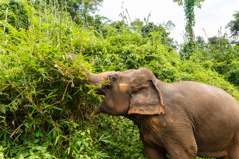 Chiang Mai: 3-Day Karen Hill Tribe Immersion with Trekking