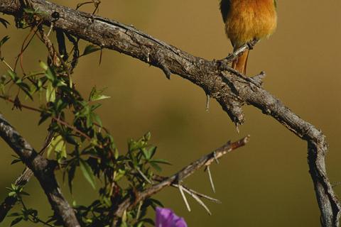 Livingstone: Mosi-oa-Tunya National Park Birdwatching Tour