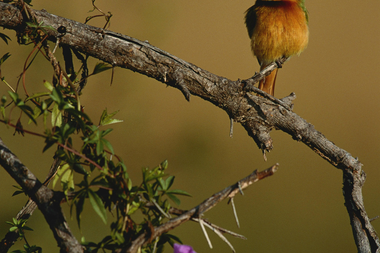 Livingstone: Mosi-oa-Tunya National Park Birdwatching Tour