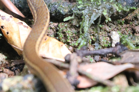 Uvita: Corcovado Rainforest & Wildlife Adventure