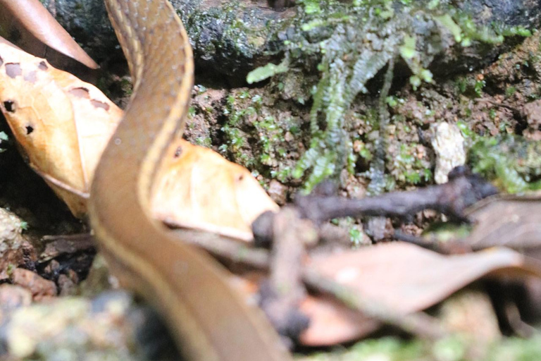 Uvita: Corcovado Rainforest & Wildlife Adventure