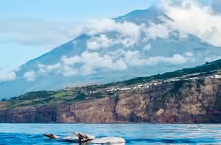 Die Insel Pico: Whale Watching Experience von Lajes aus
