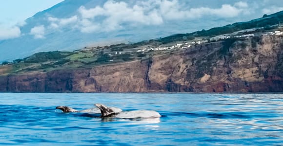 Pico Island: Whale Watching Experience from Lajes do Pico