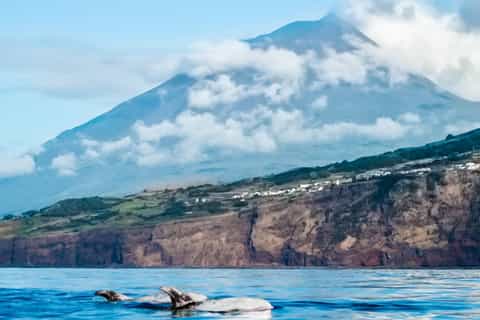 The BEST Pico Island Guided tours 2026 - FREE Cancellation