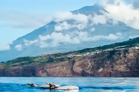 Pico Eiland: Walvissafari vanuit Lajes