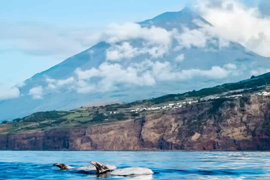 Die Insel Pico: Whale Watching Experience von Lajes aus. Foto: GetYourGuide
