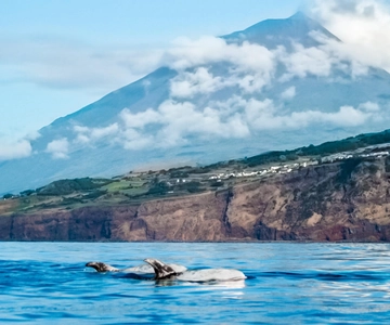 Pico Eiland: Walvissafari vanuit Lajes