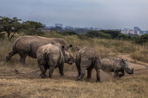 Vanuit Nairobi: Nairobi National Park Groepsavontuur